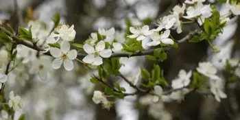 Республиканская акция Белорусского союза женщин "Яблоневый сад".